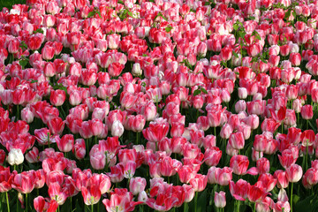 Field of red and white tulips. Great backdrop for the spring season.