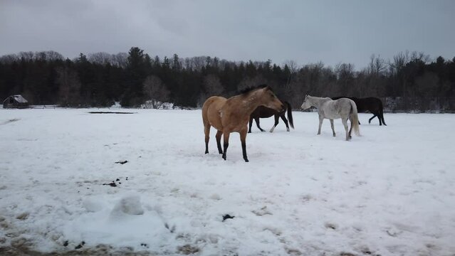 Wide tracking shot of farm horses walking in a snowy field during winter