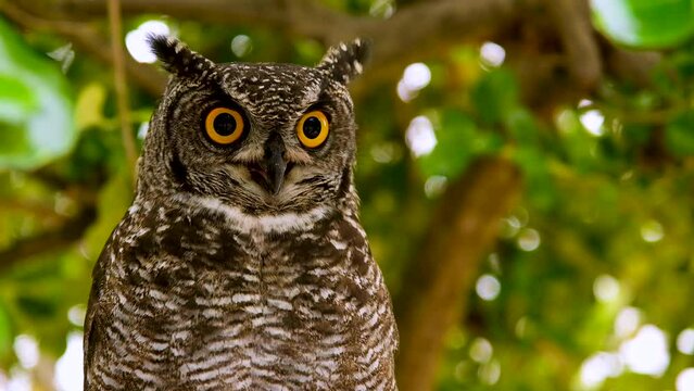 Striking owl in tree bulges throat and gives intense stare, close shallow focus