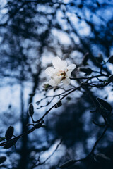 flowers of white magnolia in spring park 