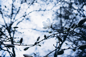 flowers of white magnolia in spring park 