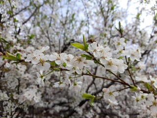 Fiori sbocciati in primavera nel parco