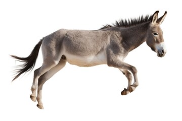 Obraz na płótnie Canvas donkey isolated on white background