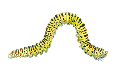 Hand drawn yellow caterpillar. Watercolor illustration isolated. For decoration, postcard, fabric, sketchbook cover.	