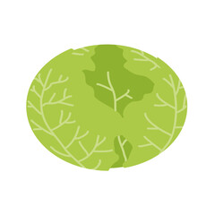 cabbage Illustration