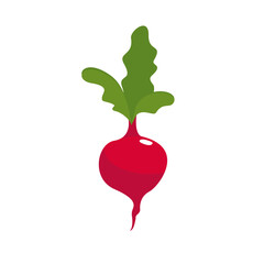 Beetroot Illustration