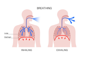 Breathing process poster - 592182392