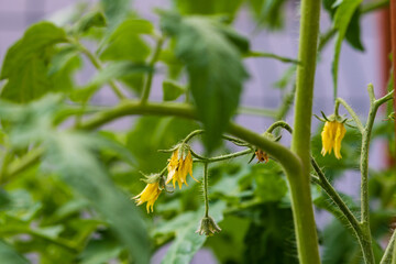 Jeunes pousses de plants de tomate avec ses fleurs jaunes isolées