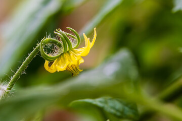 Gros plan d’un plant de tomate en fleur dans son potager