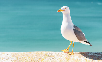 sea gull standing over the atlantic ocean