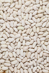 Navy White Kidney Beans (Navy beans, Cannellini beans)