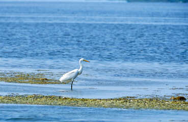 Great Egret standing on one leg at Pulicat Lake