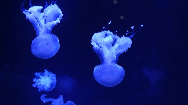Slow motion Lion's mane jellyfish Cyanea capillata or hair jelly amphipods on a lion mane Cyanea capillata Vancouver Aquarium, BC, Canada
