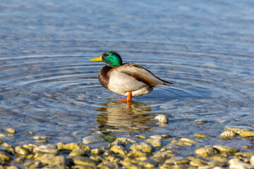 Eine männliche, farbenfrohe Stockente spiegelt sich im Wasser und genießt ruhig die Sonne am Ufer des Bodensees