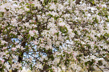 apple branch of a flowering tree. tree in bloom background