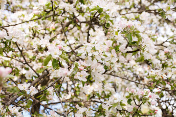 apple branch of a flowering tree. tree in bloom background