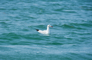 Fototapeta na wymiar Seagull swimming in the blue waters of Pulicat Lake
