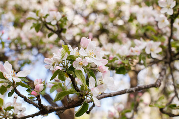 apple branch of a flowering tree. tree in bloom background