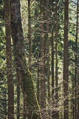 Fototapeta premium Vertical shot of the Blackwood forest near Staufen, Breisgau, Germany