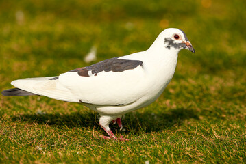 Round and cute big pigeon in outdoor park