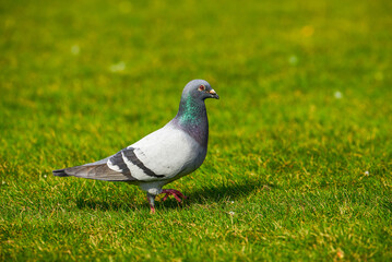 Round and cute big pigeon in outdoor park