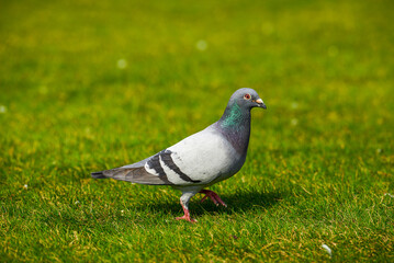 Round and cute big pigeon in outdoor park