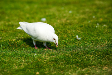 Round and cute big pigeon in outdoor park