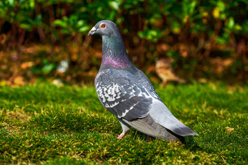 Round and cute big pigeon in outdoor park