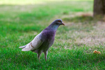 Round and cute big pigeon in outdoor park