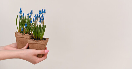 muscari flowers in pots on a white background. copy space