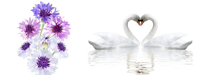  Romantic banner. Two swans form a heart shape with their necks