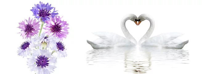 Fotobehang  Romantic banner. Two swans form a heart shape with their necks © cooperr