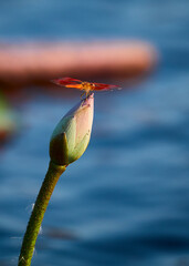 Red dragonfly catch up on the lotus