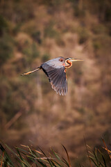 Beautiful purple heron bird flying above the lotus swamp