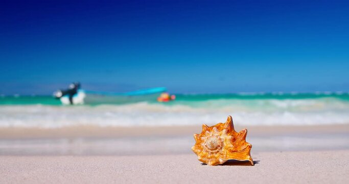 Seashell on sandy beach with turquoise sea waves on background. Tropical destinations. Summer vacation on caribbean island 4k video