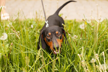 portrait of a cute dachshund dog in a field of dandelions