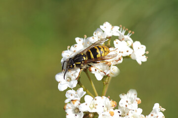 Queen of a common wasp (Vespula vulgaris) of the family Vespidae. On white flowers of a Laurustinus...