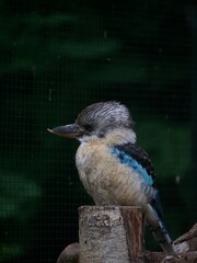 oiseau bleu dans la nature
