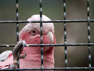 Oiseau rose dans une cage