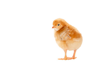 chicken red color isolated on white background