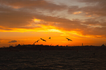 Silhouette of Istanbul. Seagulls and Istanbul view