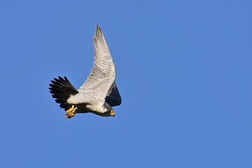 Peregrine Falcon  