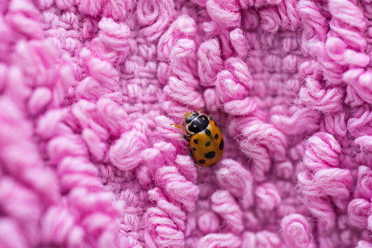 Variegated Lady Beetle on pink cloth, Hippodamia Variegata
