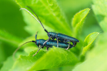 Two Flat-Faced Longhorn Beetles reproducting, Phytoecia Caerulescens