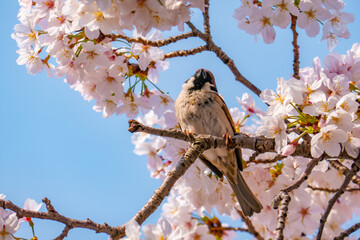桜の枝にとまるスズメ