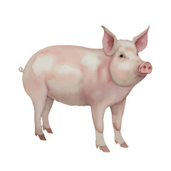 pig with style hand drawn digital painting illustration