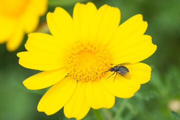 Bee fly, genus Usia, on yellow corn marigold Glebionis Segetum