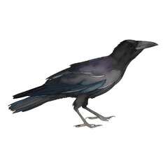 crow with style hand drawn digital painting illustration