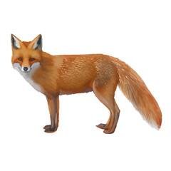fox with style hand drawn digital painting illustration