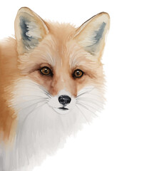 fox with style hand drawn digital painting illustration